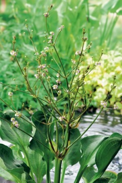 Amerikansk Svalting Alisma parviflora vattenväxter