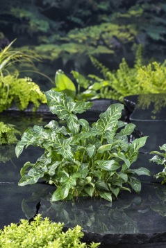 dammväxter  Vattenväxt Munkhätta Arum Italicum