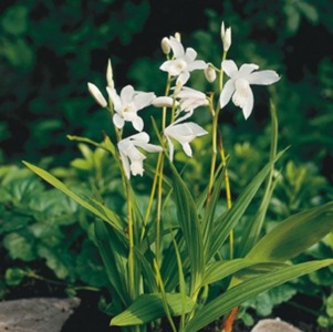 Mikadoblomma vit Blettila striata alba vattenväxter vit