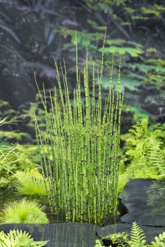 Vattenväxt Fräken Equisetum japonicum dammväxter