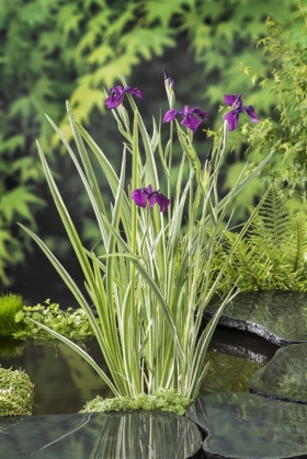 Vattenväxt iris