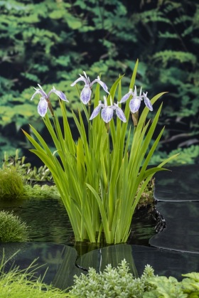 Vattenväxter Iris mottled beauty, dammväxter dammrening