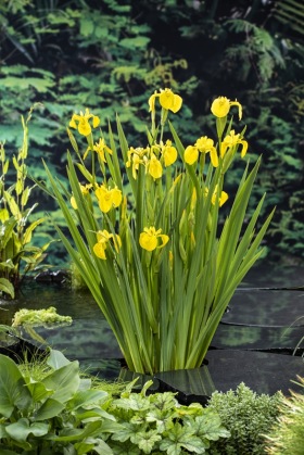 vattenväxter dammväxter iris trädgårdsdamm