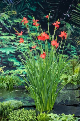 vattenväxt röd vilterlilja dammväxter