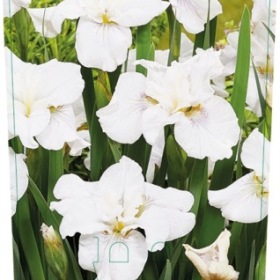 Iris sibirica Not Quite White dammväxter