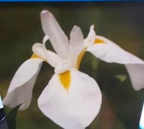 Vattenväxt Japansk Iris vit Iris kaempferi white