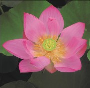 tropisk näckros Lotus blomma vattenväxter