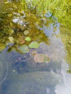 Vattenväxt Flytväxt Dyblad Hydrocharis morsus-ranae