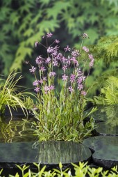Vattenväxt Gökblomster Lychnis flos-cuculi