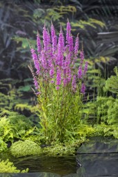 vattenväxt dammväxter Fackelblomster  Vattenväxt Fackelblomster Lythrum Salicaria