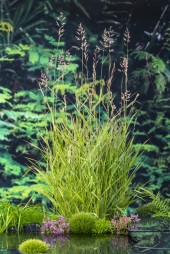 Vattenväxt Vass Phragmites australis