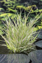 Vattenväxt Randgräs Phalaris arundinacea Picta