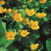 Vattenväxt gul Kabbeleka Caltha palustris