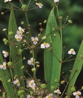 Kranssvalting Alisma Plantago Aquatica