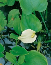 Missne Calla palustris kalla vit