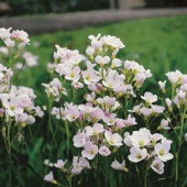 Ängsbräsma Cardamine pratensis dammväxt