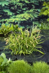Hängstarr Carex Pendula