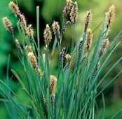 Hirsstarr Carex panacea inhemska vattenväxter