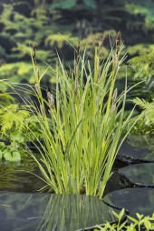 Jättestarr Carex Riparia inhemska vattenväxter