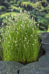 Knappsäv Eleocharis palustris inhemska vattenväxter