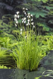Ängsull Eriophorum angustifolium inhemska vattenväxter