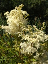 Älggräs Filipendula Ulmaria inhemska vattenväxter