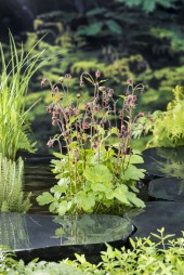 Humleblomster   Geum rivale inhemska dammväxter