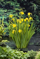 Gul svärdslilja Iris pseudacorus , inhemska dammväxter