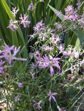 Gökblomster Lychnis flos-cuculi inhemska vattenväxter