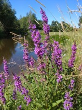 Fackelblomster Lythrum Salicaria inhemska vattenväxter