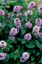 Vattenmynta   Mentha aquatica inhemska vattenväxter