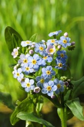 Blå vattenförgätmigej Myosotis palustris inhemska vattenväxter