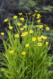 Ältranunkel Ranunculus flammula inhemska vattenväxter