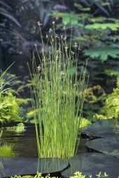 Säv Scirpus lacustris inhemska vattenväxter