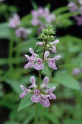 Knölsyska Stachys palustris inhemska vattenväxter