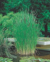 Smalkaveldun Typha angustifolia inhemska vattenväxter