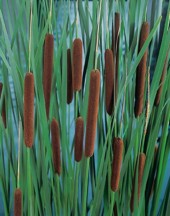 Bredkaveldun Typha latifolia inhemska vattenväxter