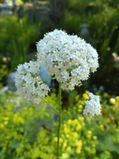Vändrot Valeriana officinalis inhemska vattenväxter