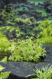 Kråkklöver Potentilla palustris inhemska dammväxter