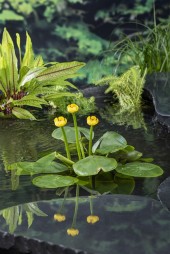 inhemsk Näckros gul Nymphaea Lutea