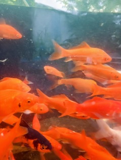 guldfisk , fisk till trädgårddamm