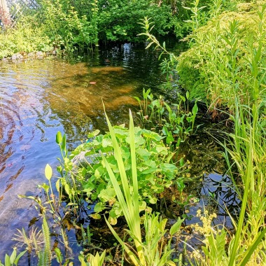 dammar och fontäner önnetsad dammcenter