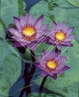 Lotus näckros Lotus näckros
