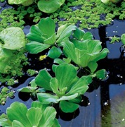 vattenväxter flytande musselblomma vattenväxter flytande musselblomma