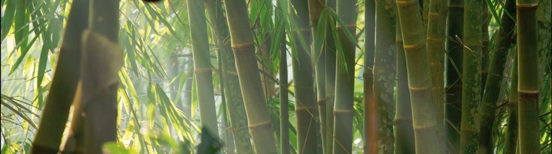 bambu, bamburör, japansk trädgård, trädgårdskonst bambu, bamburör, japansk trädgård, trädgårdskonst