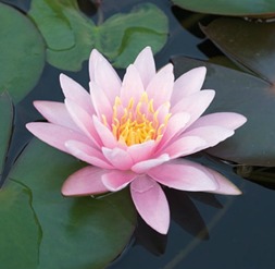 näckros rose nymphe vattenväxter dammväxter vattenrenande näckros rose nymphe vattenväxter dammväxter vattenrenande
