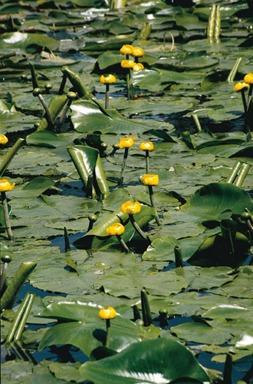 näckros lutea gul näckros dammväxt vattenväxt näckros lutea gul näckros dammväxt vattenväxt