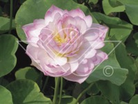 Lotus blommor näckrosor