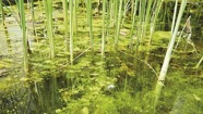 Oase algbekäpning i trädgårdsdammen , alger i dammen