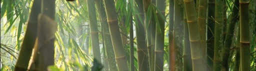 Bambu, bygga japansk trädgård
